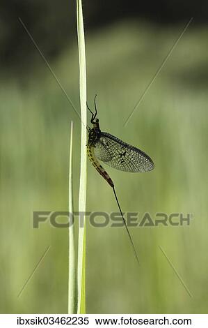 "Mayfly or Shadfly (Ephemeroptera), Ummendorfer Ried Nature Reserve, Ummendorf, Upper Swabia, Baden-Wurttemberg, Germany, Europe" View Large Photo Image Stock Photography - "Mayfly or Shadfly (Ephemeroptera), Ummendorfer Ried Nature Reserve, Ummendorf, Upper Swabia, Baden-Wurttemberg, Germany, Europe". Fotosearch
