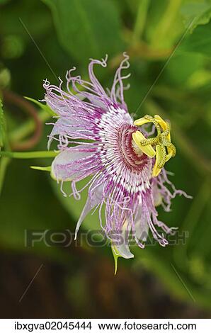 Picture - "Maypop or Purple passionflower (Passiflora incarnata), USA, America". Fotosearch
