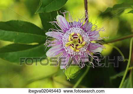 "Maypop or Purple passionflower (Passiflora incarnata), USA, America" View Large Photo Image Stock Image - "Maypop or Purple passionflower (Passiflora incarnata), USA, America". Fotosearch