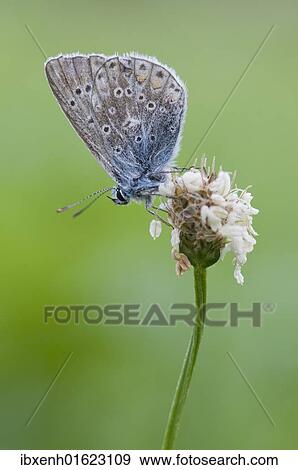 Stock Photo - Mazarine Blue (Cyaniris semiargus). Fotosearch