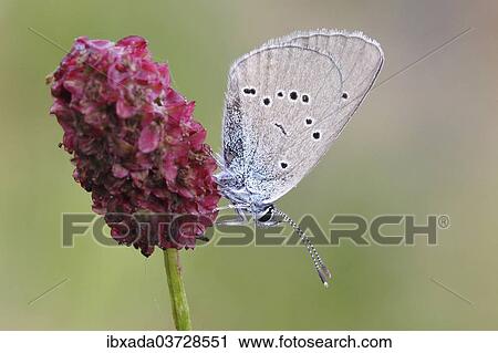 Stock Image - "Mazarine Blue (Polyommatus semiargus) butterfly showing the underside of its wing on a Great Burnet (Sanguisorba officinalis), North Rhine-Westphalia, Germany, Europe". Fotosearch