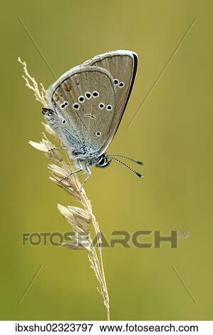 "Mazarine Blue (Polyommatus semiargus) on a blade of grass, Zug, Switzerland, Europe" View Large Photo Image Stock Photo - "Mazarine Blue (Polyommatus semiargus) on a blade of grass, Zug, Switzerland, Europe". Fotosearch