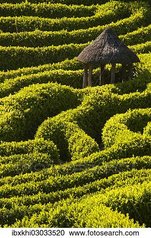 "Maze of boxwood hedges, Glendurgan Garden, Cornwall, England, United Kingdom, Europe" View Large Photo Image Stock Image - "Maze of boxwood hedges, Glendurgan Garden, Cornwall, England, United Kingdom, Europe". Fotosearch