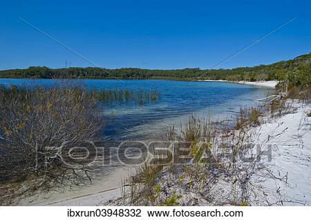"McKenzie Lake, Fraser Island, Queensland, Australia, Oceania" View Large Photo Image Stock Image - "McKenzie Lake, Fraser Island, Queensland, Australia, Oceania". Fotosearch