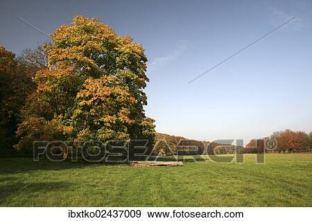 "Meadow, autumn in the recreation area at Decksteiner Weiher lake, Cologne, North Rhine-Westphalia, Germany, Europe" View Large Photo Image Stock Photo - "Meadow, autumn in the recreation area at Decksteiner Weiher lake, Cologne, North Rhine-Westphalia, Germany, Europe". Fotosearch