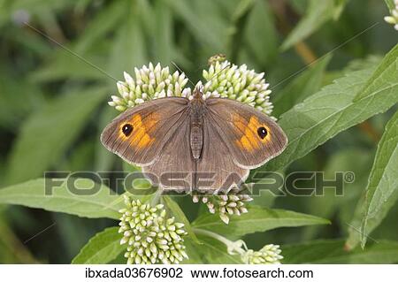 "Meadow Brown (Maniola jurtina), female perched on an agrimony flower, Altenseelbach, Neunkirchen, North Rhine-Westphalia, Germany, Europe" View Large Photo Image Stock Image - "Meadow Brown (Maniola jurtina), female perched on an agrimony flower, Altenseelbach, Neunkirchen, North Rhine-Westphalia, Germany, Europe". Fotosearch