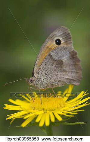 "Meadow Brown (Maniola jurtina) on a British Yellowhead (Inula britannica), Burgenland, Austria, Europe" View Large Photo Image Stock Photo - "Meadow Brown (Maniola jurtina) on a British Yellowhead (Inula britannica), Burgenland, Austria, Europe". Fotosearch