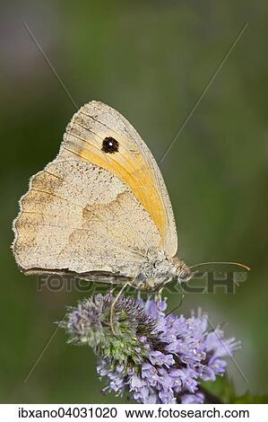 "Meadow Brown (Maniola jurtina), Burgenland, Austria, Europe" View Large Photo Image Stock Image - "Meadow Brown (Maniola jurtina), Burgenland, Austria, Europe". Fotosearch