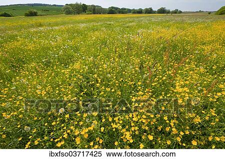 "Meadow Buttercup (Ranunculus acris), many flowers on a meadow, Bavaria, Germany, Europe" View Large Photo Image Stock Photography - "Meadow Buttercup (Ranunculus acris), many flowers on a meadow, Bavaria, Germany, Europe". Fotosearch