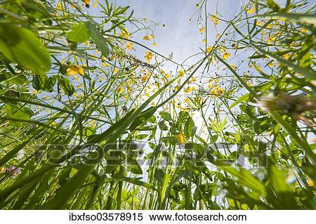 "Meadow Buttercup, Tall Buttercup or Giant Buttercup (Ranunculus acris), in flower, worm's eye view, Thuringia, Germany, Europe" View Large Photo Image Stock Photography - "Meadow Buttercup, Tall Buttercup or Giant Buttercup (Ranunculus acris), in flower, worm's eye view, Thuringia, Germany, Europe". Fotosearch