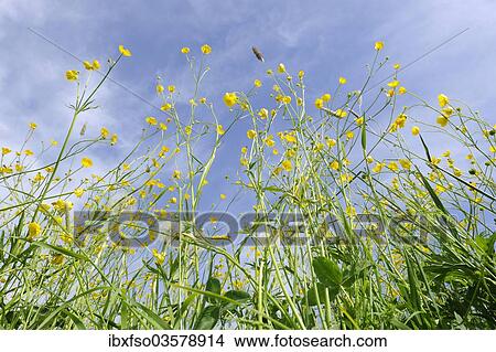 "Meadow Buttercups, Tall Buttercups or Giant Buttercups (Ranunculus acris), in flower against a blue sky, Thuringia, Germany, Europe" View Large Photo Image Picture - "Meadow Buttercups, Tall Buttercups or Giant Buttercups (Ranunculus acris), in flower against a blue sky, Thuringia, Germany, Europe". Fotosearch