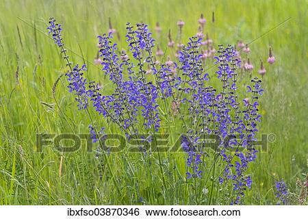 "Meadow Clary or Meadow Sage (Salvia pratensis), flowering, Thuringia, Germany, Europe" View Large Photo Image Stock Photograph - "Meadow Clary or Meadow Sage (Salvia pratensis), flowering, Thuringia, Germany, Europe". Fotosearch