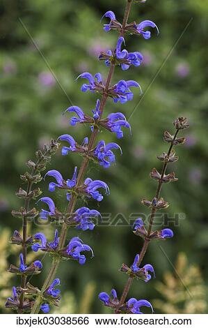 Meadow Clary or Meadow Sage (Salvia pratensis) View Large Photo Image Stock Photograph - Meadow Clary or Meadow Sage (Salvia pratensis). Fotosearch