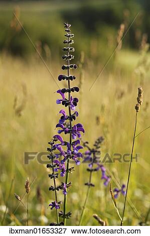 "Meadow Clary (Salvia pratensis), Bavaria, Germany, Europe" View Large Photo Image Stock Photo - "Meadow Clary (Salvia pratensis), Bavaria, Germany, Europe". Fotosearch