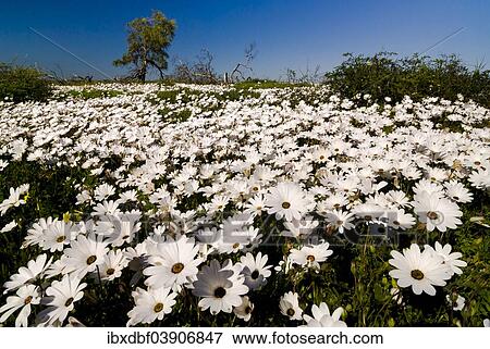 "Meadow covered with Cape Marigolds or African Daisies (Osteospermum ecklonis), West Coast National Park, Western Cape, South Africa, Africa" View Large Photo Image Stock Photo - "Meadow covered with Cape Marigolds or African Daisies (Osteospermum ecklonis), West Coast National Park, Western Cape, South Africa, Africa". Fotosearch