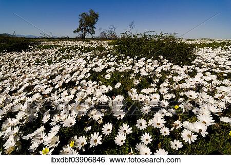 "Meadow covered with Cape Marigolds or African Daisies (Osteospermum ecklonis), West Coast National Park, Western Cape, South Africa, Africa" View Large Photo Image Stock Photograph - "Meadow covered with Cape Marigolds or African Daisies (Osteospermum ecklonis), West Coast National Park, Western Cape, South Africa, Africa". Fotosearch