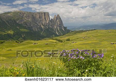 Stock Photo - "Meadow cranesbill (Geranium pratense) in front of the Schlern mountain, Seiser Alm, Alpe di Siusi, Dolomites, South Tyrol, Italy, Europe". Fotosearch