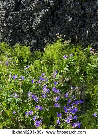 "Meadow Cranesbill (Geranium pratense), Buoir or Faskruosfjoerour, Snaefellsnes, Snaefellsness, Iceland, Europe" View Large Photo Image Stock Photo - "Meadow Cranesbill (Geranium pratense), Buoir or Faskruosfjoerour, Snaefellsnes, Snaefellsness, Iceland, Europe". Fotosearch