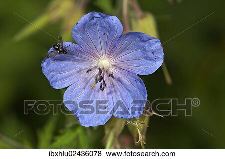 Stock Photo - "Meadow cranesbill (Geranium pratense), blossom, Neresheim, Baden-Wuerttemberg, Germany, Europe". Fotosearch