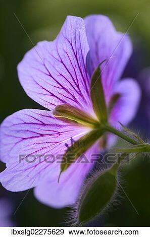 "Meadow cranesbill (Geranium pratense), blossom" View Large Photo Image Stock Photo - "Meadow cranesbill (Geranium pratense), blossom". Fotosearch
