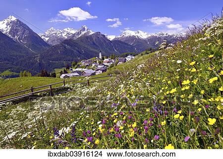 "Meadow flowers against Ftan in the Lower Engadin, Graubunden, Switzerland, Europe" View Large Photo Image Picture - "Meadow flowers against Ftan in the Lower Engadin, Graubunden, Switzerland, Europe". Fotosearch