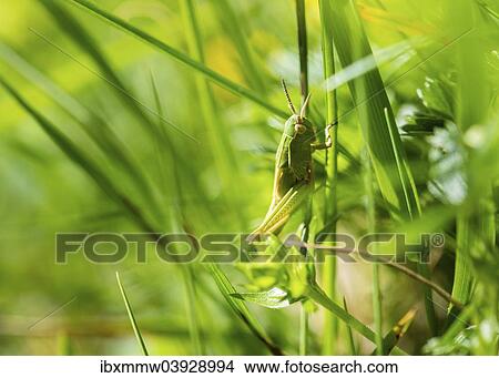 Meadow Grasshopper (Chorthippus parallelus) in the grass View Large Photo Image Picture - Meadow Grasshopper (Chorthippus parallelus) in the grass. Fotosearch