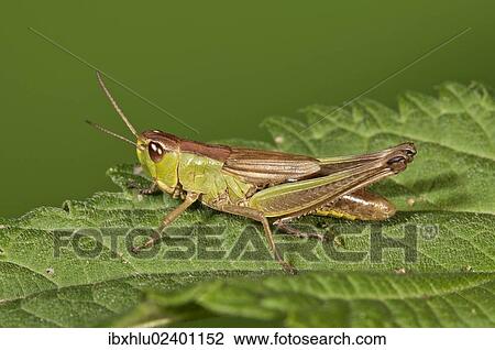 "Meadow Grasshopper (Chorthippus parallelus), female, Untergroeningen, Baden-Wuerttemberg, Germany, Europe" View Large Photo Image Stock Image - "Meadow Grasshopper (Chorthippus parallelus), female, Untergroeningen, Baden-Wuerttemberg, Germany, Europe". Fotosearch