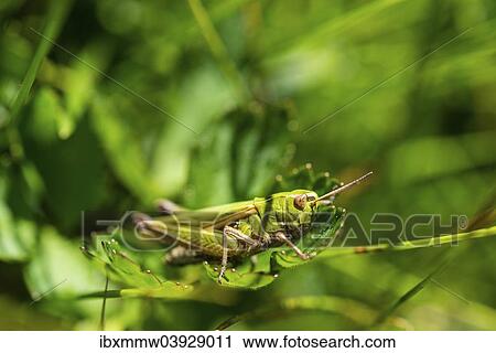 Stock Image - Meadow Grasshopper (Chorthippus parallelus) in the grass. Fotosearch