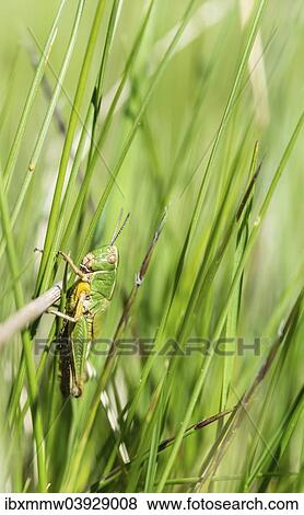 Meadow Grasshopper (Chorthippus parallelus) in the grass View Large Photo Image Stock Photo - Meadow Grasshopper (Chorthippus parallelus) in the grass. Fotosearch