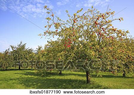 "Meadow in autumn with scattered fruit trees, such as apple trees and pear trees" View Large Photo Image Stock Image - "Meadow in autumn with scattered fruit trees, such as apple trees and pear trees". Fotosearch