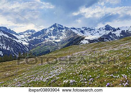 "Meadow of crocuses, the Zillertal Alps at the back, Zillertal valley, Tyrol, Austria, Europe" View Large Photo Image Picture - "Meadow of crocuses, the Zillertal Alps at the back, Zillertal valley, Tyrol, Austria, Europe". Fotosearch