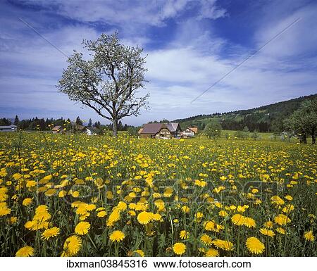 "Meadow of Dandelions, Winsau near Dornbirn, Bregenz Forest, Vorarlberg, Austria, Europe" View Large Photo Image Stock Photograph - "Meadow of Dandelions, Winsau near Dornbirn, Bregenz Forest, Vorarlberg, Austria, Europe". Fotosearch