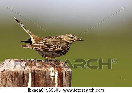 "Meadow pipit (Anthus pratensis), adult bird perched on a pole and performing its courtship display" View Large Photo Image Stock Photography - "Meadow pipit (Anthus pratensis), adult bird perched on a pole and performing its courtship display". Fotosearch