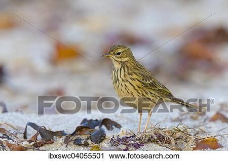 Stock Image - "Meadow Pipit (Anthus pratensis) on the beach, Heligoland, Schleswig-Holstein, Germany, Europe". Fotosearch
