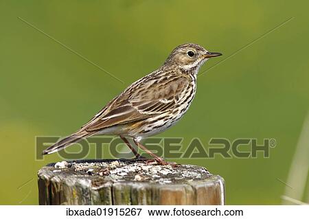 Stock Photo - Meadow pipit (Anthus pratensis) perched on a fence post. Fotosearch