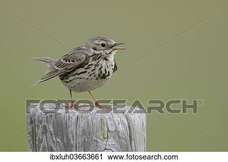 "Meadow Pipit (Anthus pratensis) perched on a post, Buren, Ameland, The Netherlands, Europe" View Large Photo Image Stock Image - "Meadow Pipit (Anthus pratensis) perched on a post, Buren, Ameland, The Netherlands, Europe". Fotosearch