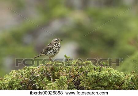 "Meadow Pipit or Titlark (Anthus pratensis), Lofoten, Norway, Scandinavia, Europe" View Large Photo Image Stock Photo - "Meadow Pipit or Titlark (Anthus pratensis), Lofoten, Norway, Scandinavia, Europe". Fotosearch