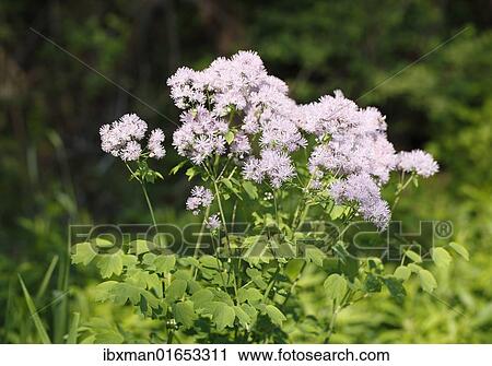 "Meadow rue (Thalictrum aquilegiifolium), Bavaria, Germany, Europe" View Large Photo Image Stock Image - "Meadow rue (Thalictrum aquilegiifolium), Bavaria, Germany, Europe". Fotosearch