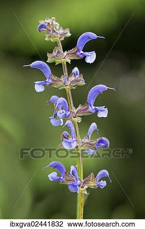 Meadow Sage (Salvia pratensis) View Large Photo Image Stock Image - Meadow Sage (Salvia pratensis). Fotosearch