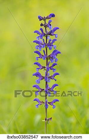 "Meadow Sage (Salvia pratensis), flowering, Thuringia, Germany, Europe" View Large Photo Image Stock Photo - "Meadow Sage (Salvia pratensis), flowering, Thuringia, Germany, Europe". Fotosearch