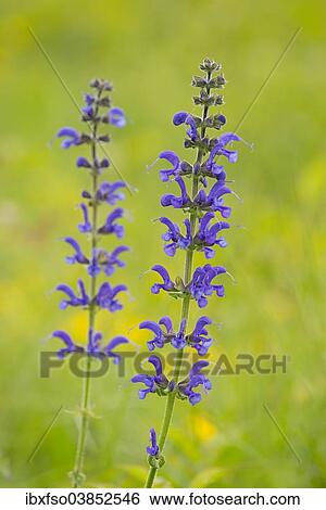 "Meadow Sage (Salvia pratensis), flowering, Thuringia, Germany, Europe" View Large Photo Image Stock Photograph - "Meadow Sage (Salvia pratensis), flowering, Thuringia, Germany, Europe". Fotosearch