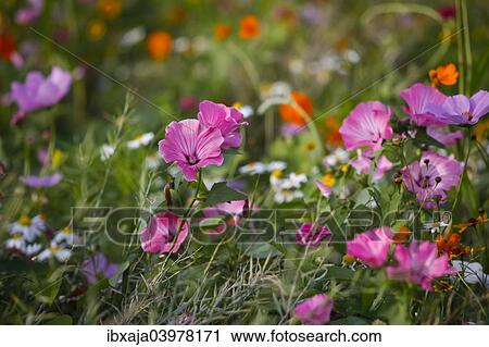 "Meadow with blooming colorful summer flowers, Germany, Europe" View Large Photo Image Stock Image - "Meadow with blooming colorful summer flowers, Germany, Europe". Fotosearch