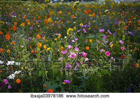 "Meadow with blooming colorful summer flowers, Germany, Europe" View Large Photo Image Stock Photograph - "Meadow with blooming colorful summer flowers, Germany, Europe". Fotosearch