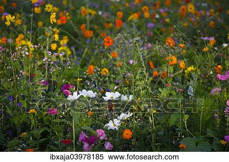 "Meadow with blooming colorful summer flowers, Germany, Europe" View Large Photo Image Stock Photography - "Meadow with blooming colorful summer flowers, Germany, Europe". Fotosearch