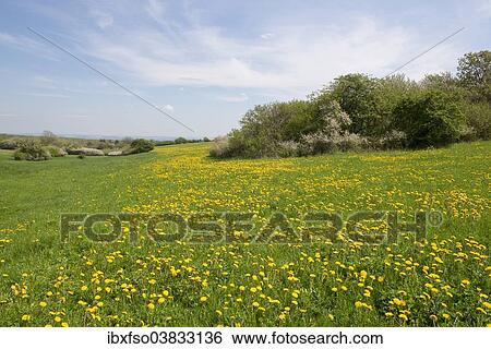 "Meadow with blooming dandelion (Taraxacum sect. Ruderalia), Thuringia, Germany, Europe" View Large Photo Image Stock Photograph - "Meadow with blooming dandelion (Taraxacum sect. Ruderalia), Thuringia, Germany, Europe". Fotosearch