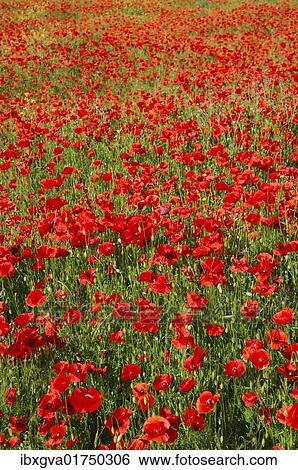 "Meadow with blooming poppies (Papaver rhoeas) in Riviere sur Tarn, Departement Aveyron, France, Europe" View Large Photo Image Stock Photograph - "Meadow with blooming poppies (Papaver rhoeas) in Riviere sur Tarn, Departement Aveyron, France, Europe". Fotosearch