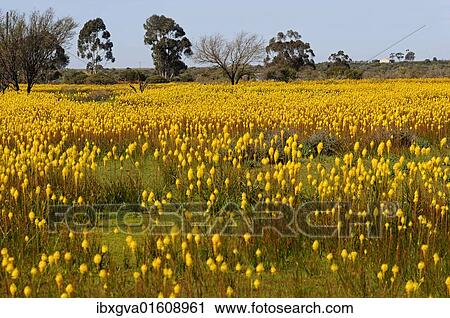 Stock Image - "Meadow with countless Bulbinella latifolia or rooikatstert (Bulbinella latifolia), Bokkeveld Plateau, Namaqualand, South Africa, Africa". Fotosearch
