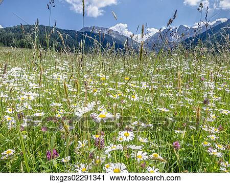 "Meadow with daisies (Leucanthemum vulgare) at Axamer Lizum, Mt Kalkkoegel at back, Tyrol, Austria, Europe" View Large Photo Image Stock Image - "Meadow with daisies (Leucanthemum vulgare) at Axamer Lizum, Mt Kalkkoegel at back, Tyrol, Austria, Europe". Fotosearch