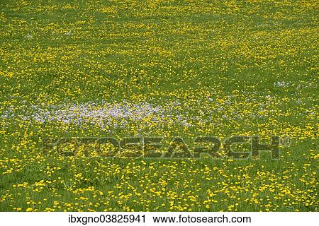 Stock Image - "Meadow with Dandelions (Taraxacum officinale) in spring, Bavaria, Germany, Europe". Fotosearch