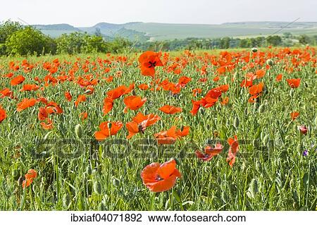 "Meadow with many red poppies, hills and forest on horizon, Crimea, Ukraine, Europe" View Large Photo Image Stock Image - "Meadow with many red poppies, hills and forest on horizon, Crimea, Ukraine, Europe". Fotosearch
